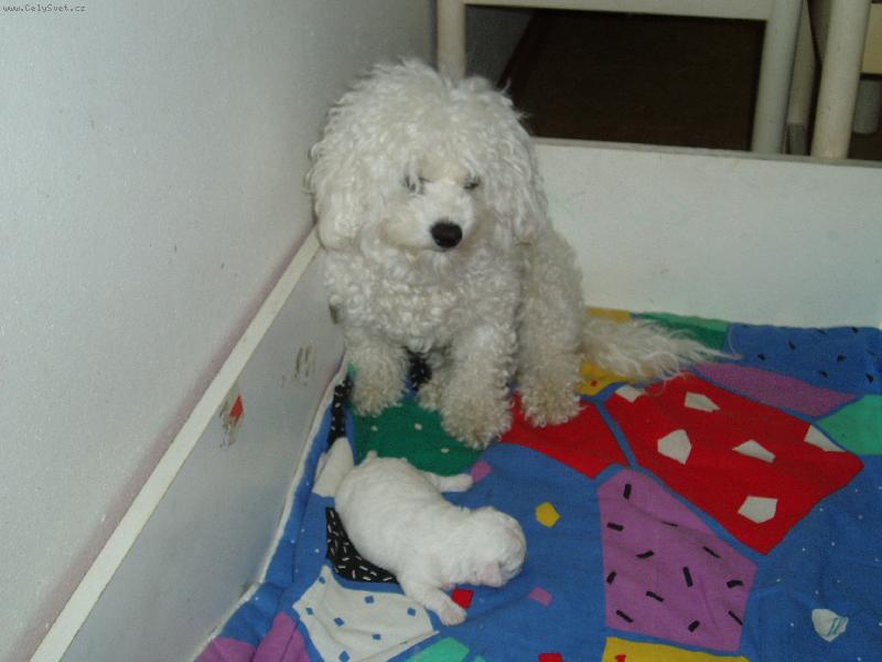 Foto: B�ra a �t�n�k-maminka a �t���tko