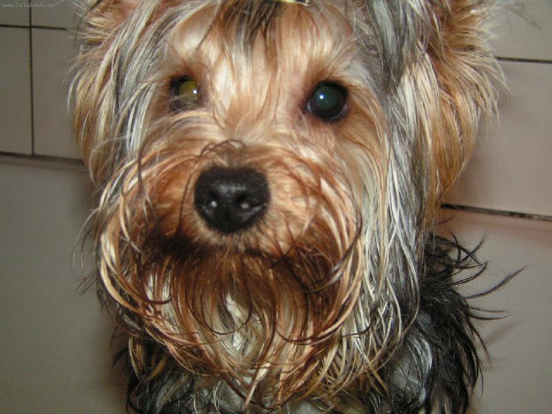 Foto: Ajkuška-Naše maličká