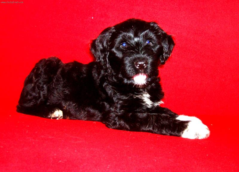 Foto: Amarela Tinta Mokrý Bandita-Amálka ve věku 8 týdnů