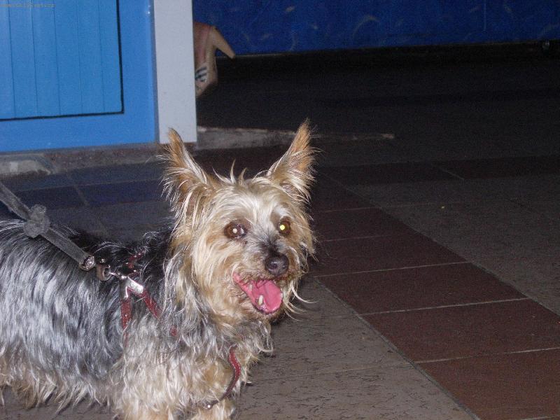 Foto: Australský silky terier chov. řecko-focen v řecku-kréta cato goes