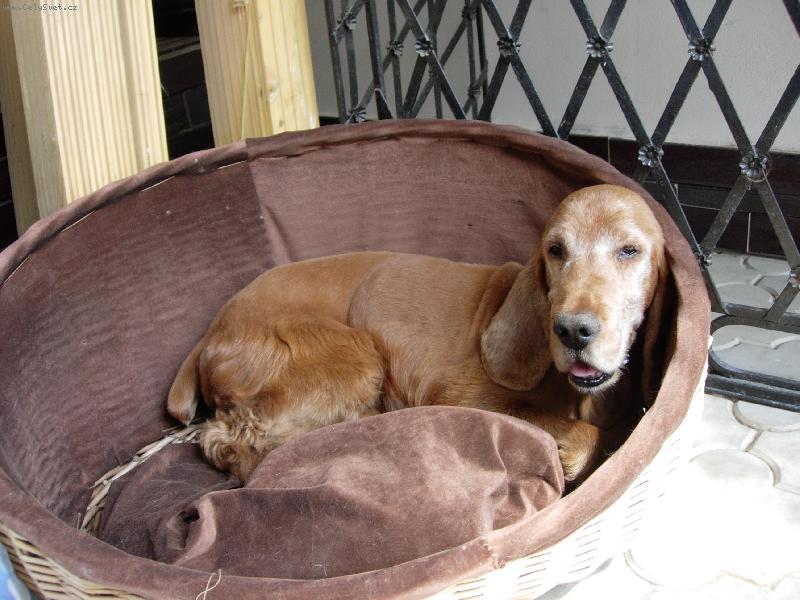 Foto: Charlei (Čárlí)-můj pes jemu 11