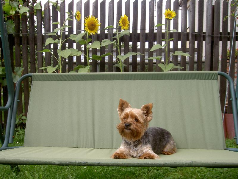 Foto: Jak je krásně v létě!