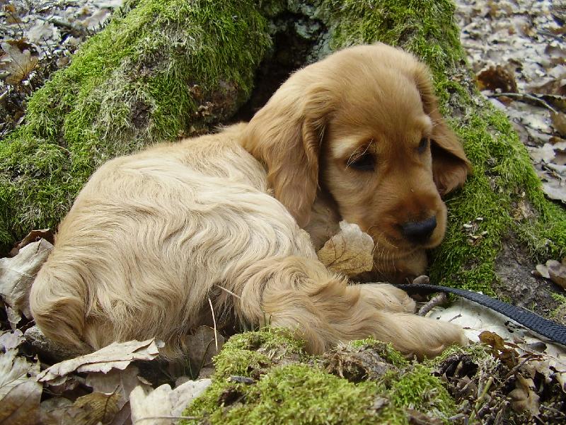 Foto: Můj pes Andy-Andy u pařezu