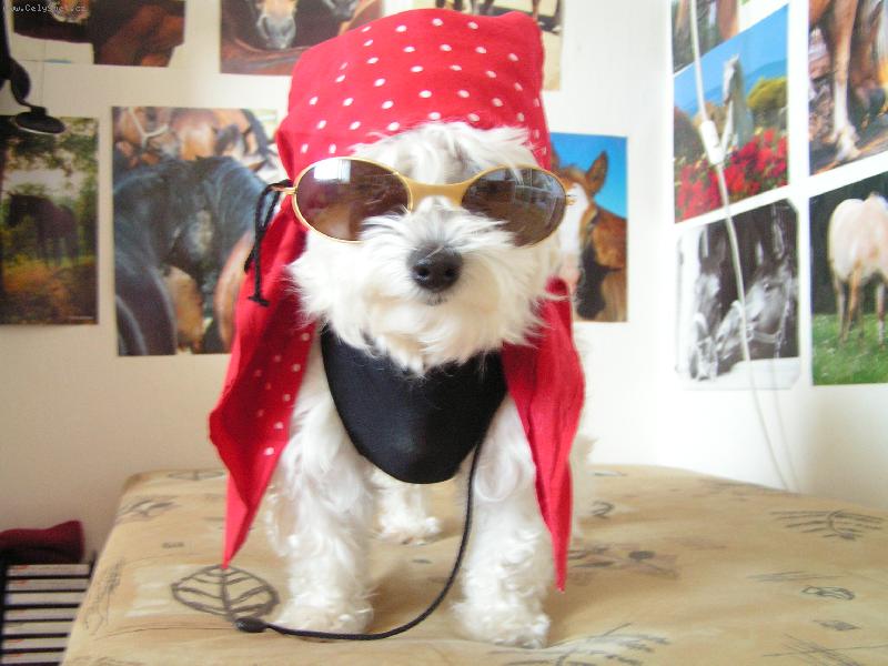 Foto: Mikešek ze Žukova-Jsem to ale pirát, co?