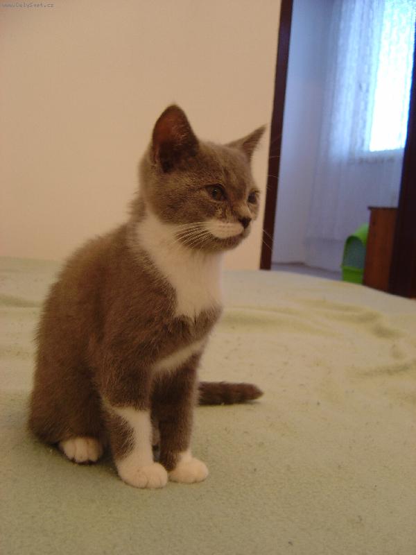 Foto: Caesar-věk 11týdnů