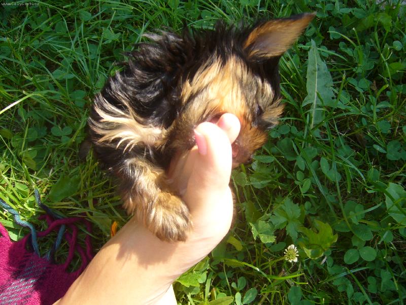 Foto: hmm to je vůně! :-))