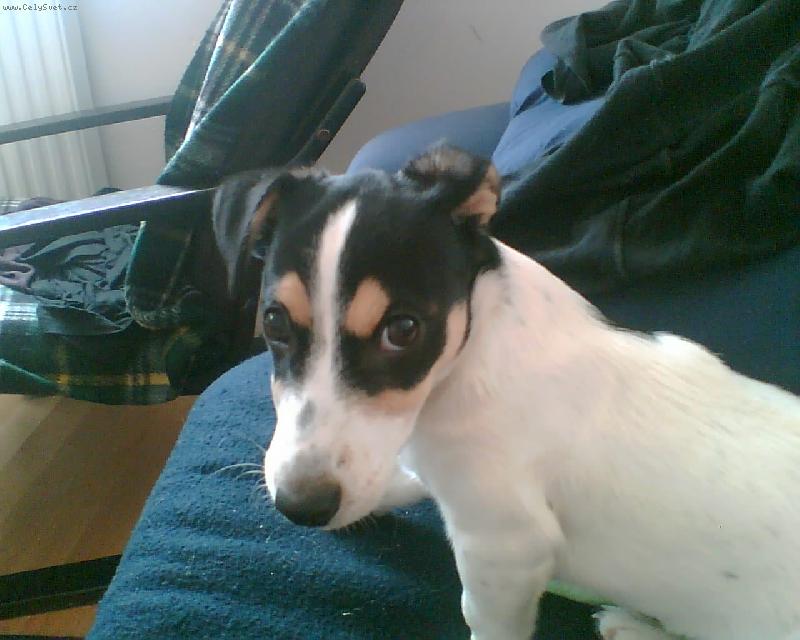 Foto: R.T. \"ártý\"-V plné kondici :-) 10měsíců