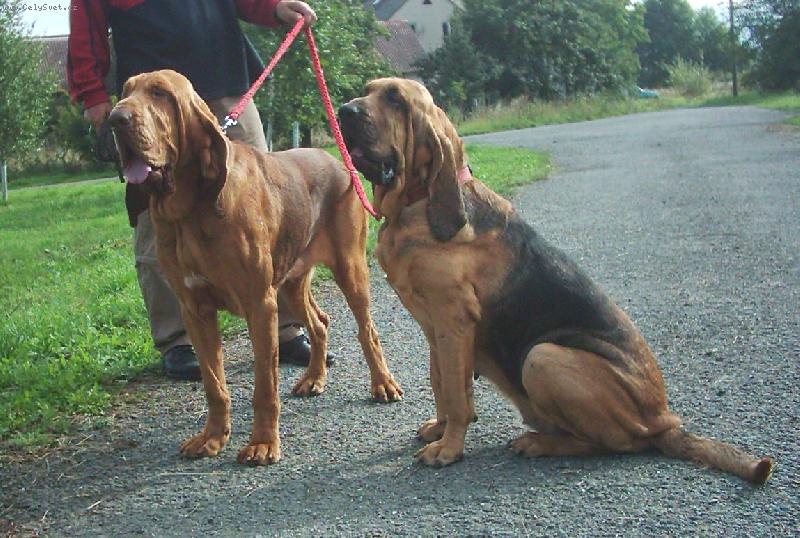 Foto: Famous Alhavant-manželé