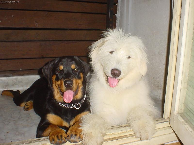 Foto: moje dvě zlatíčka-bílý je Sunny - 4,5 roku starý, černá je Jesika - 3,5 roků, fotky jsou z doby, kdy oba byli ještě miminka