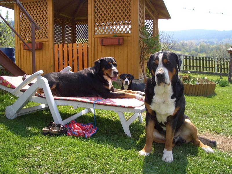 Foto: Naše psí rodina-To je život