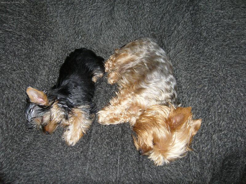 Foto: Peggynka+Ennynka-Holky spinkají .....pt