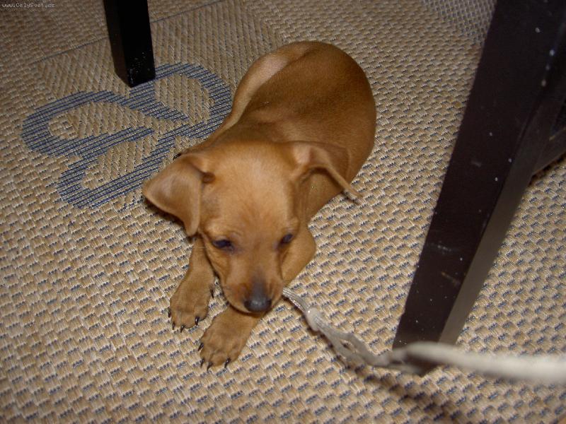 Foto: Trpasličí pinč