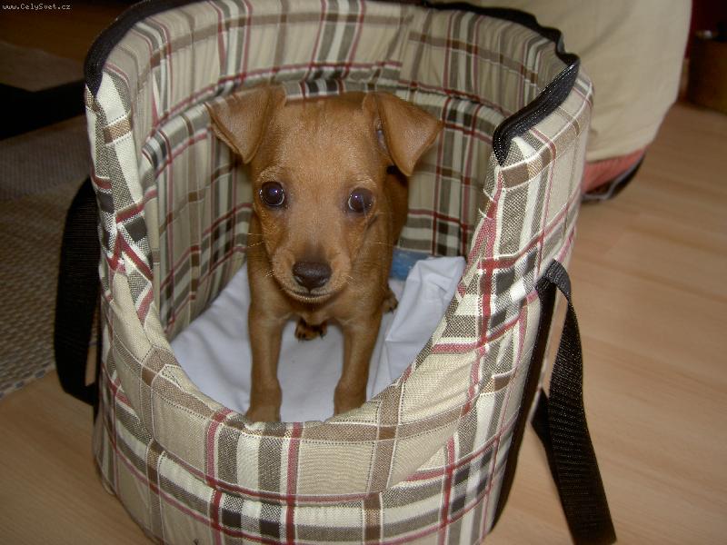 Foto: Trpasličí pinč