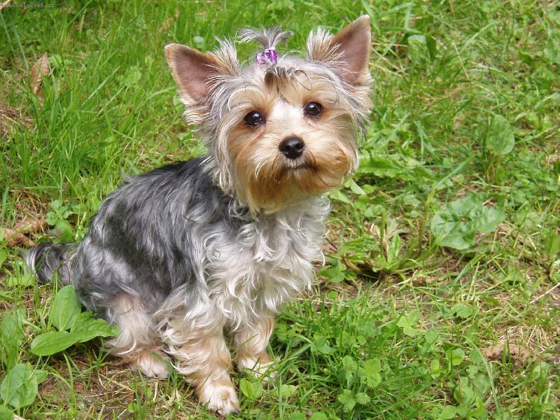 Foto: Amynka-proste zlatisko