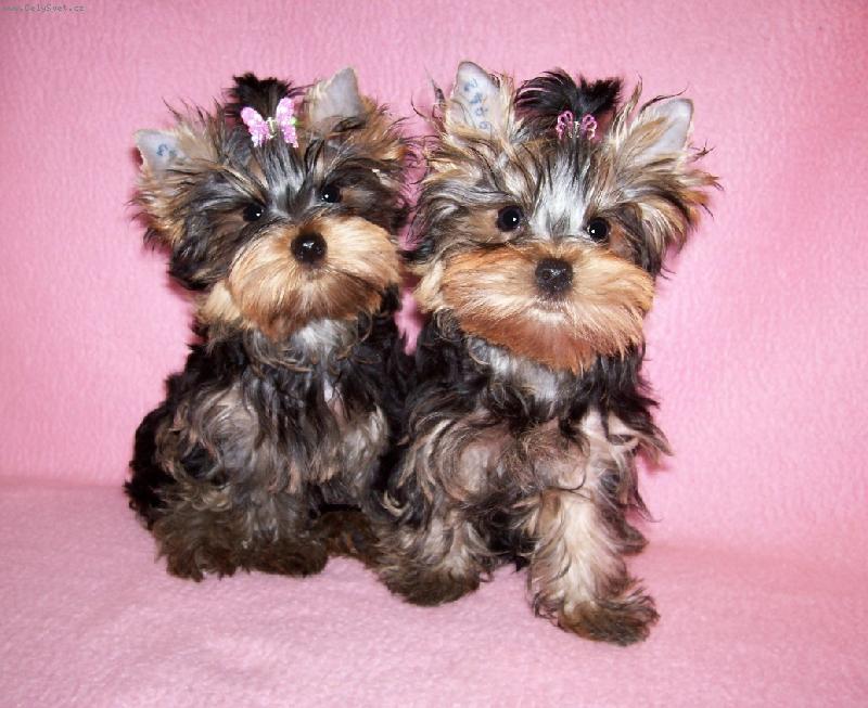 Foto: Goldi a Ginno-Šaty dělaj člověka, mašle zase Yorka !