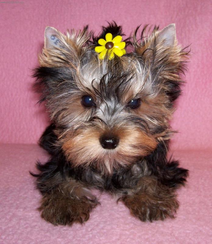 Foto: Fabien Trombik-I kluci mohou byt sladcí !