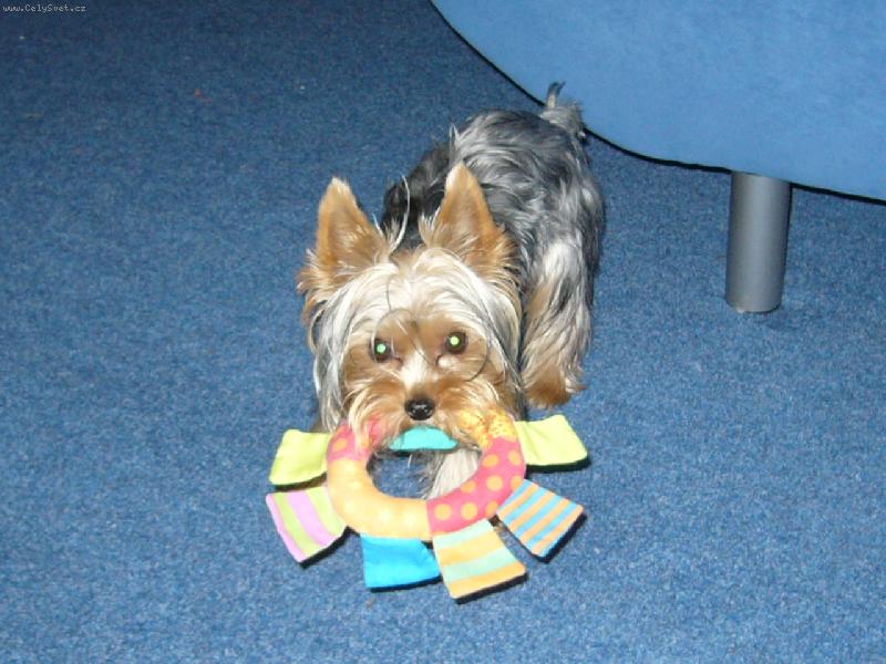 Foto: MIA z Děčína-...moje...