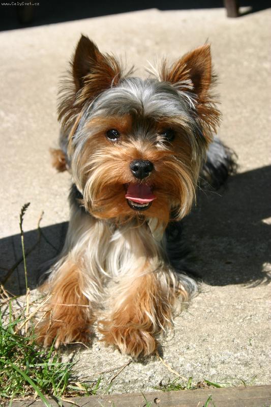 Foto: Rokýsek 1.11.2005-A zase mě fotí