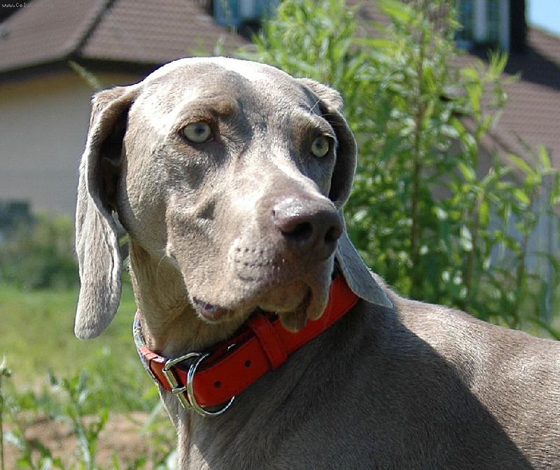 Foto: Indie elegantní dáma