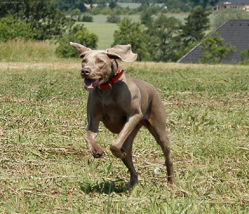Foto: Indie ve svém živlu - v běhu