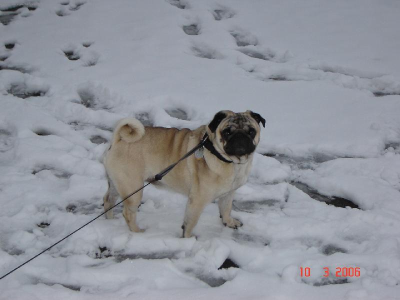 Foto: J. T. Istako-mops béžový chovný