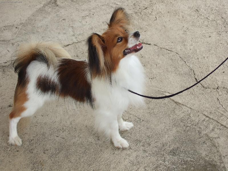 Foto: Anabell Sweet Awillon-Bellka na výstavě v postoji