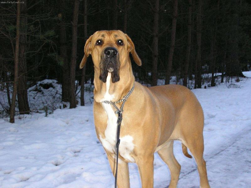 Foto: Osana Strážnický Ráj