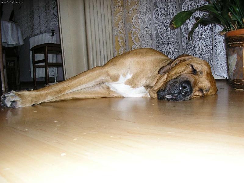 Foto: Osana Strážnický Ráj