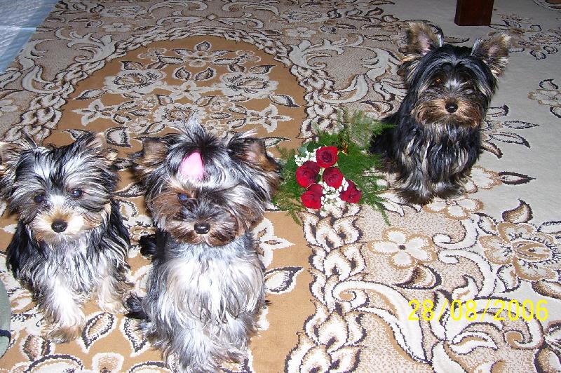 Foto: Kellynka+Nellynka+Amálka-http://www.kelly-nelly.estranky.cz/