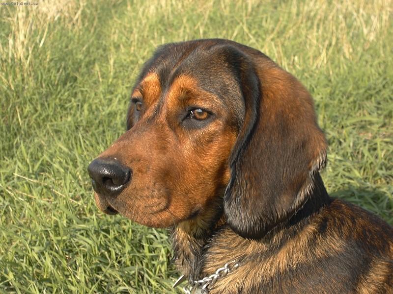 Foto: Akim z Tisové-roční pes alpského brakýře