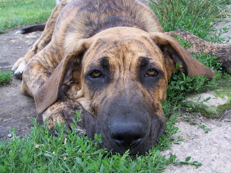 Foto: Fidel-5 měsíců