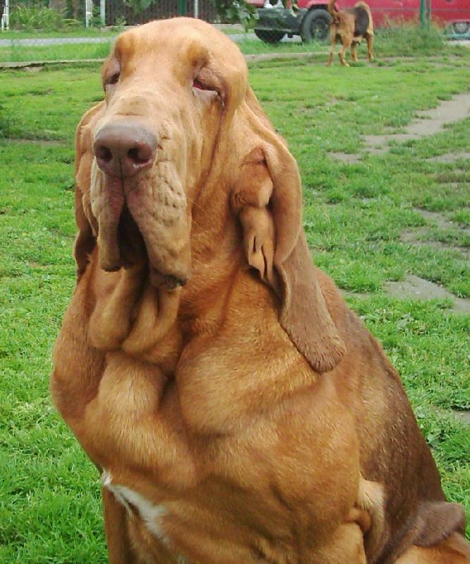 Foto: Famous Alhavant-Scipio