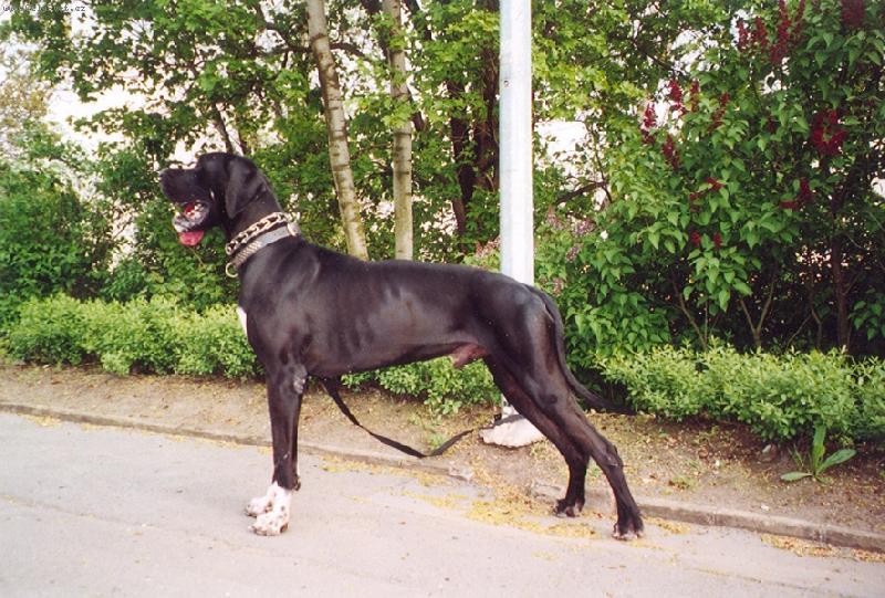 Foto: DANTE Český Sirius