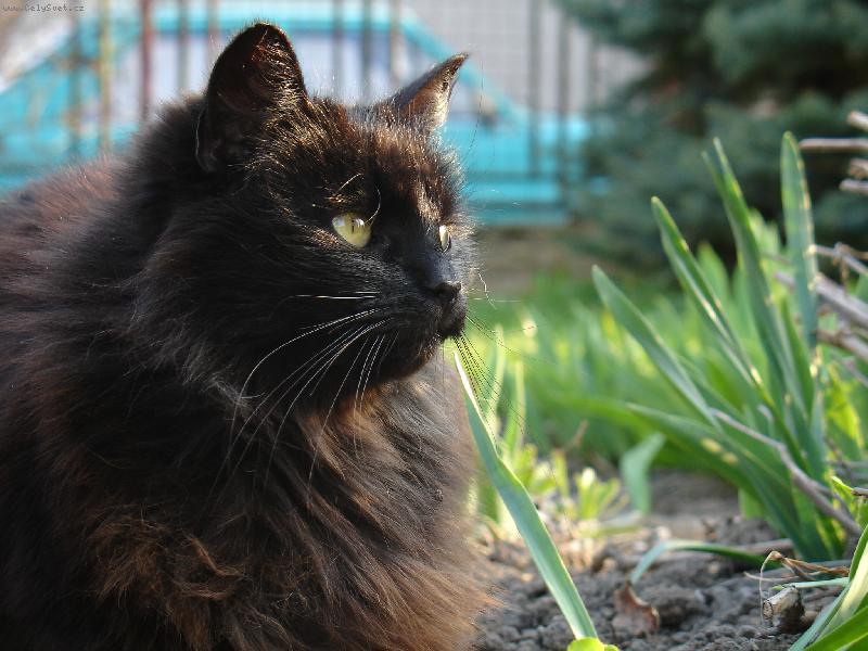 Foto: detailní profil Norské lesní