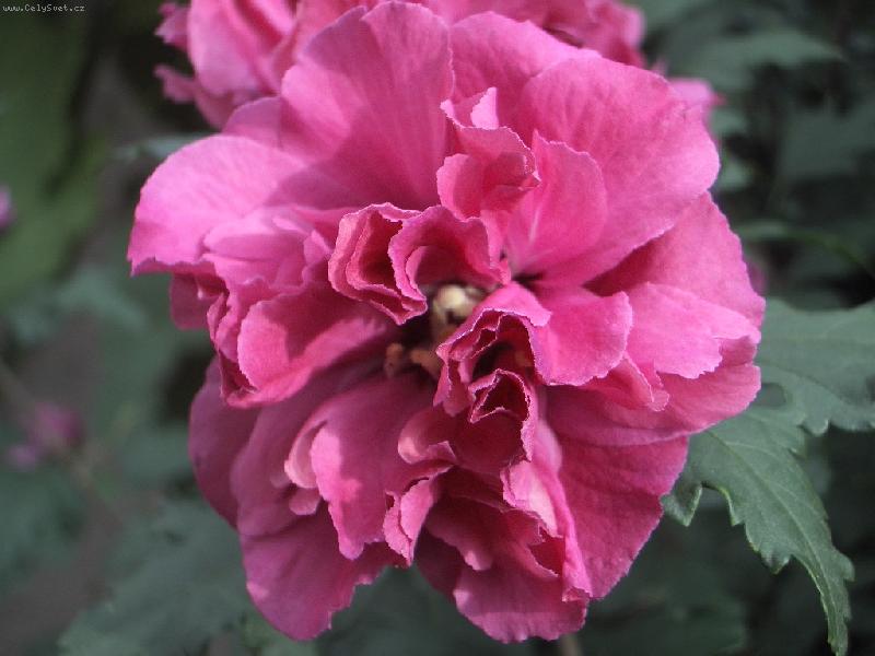 Foto: venkovni ibisek-starorůžovy