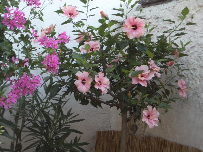 Foto: stomkovy ibisek-Růžový , plnokvetý