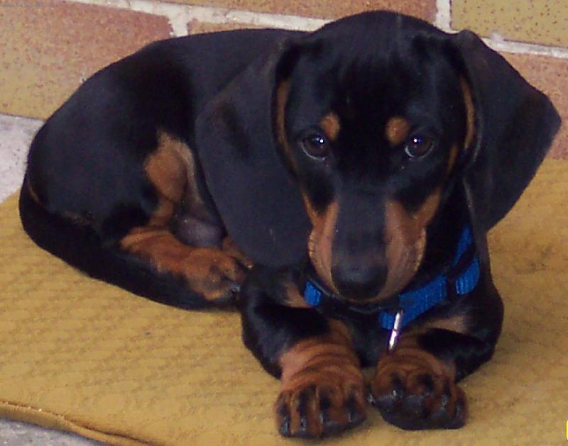 Foto: Náš hlídač