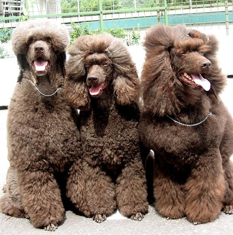 Foto: Velľký hnedý pudel-Cowboy,Alwin,Connor na výstave v Bratislave