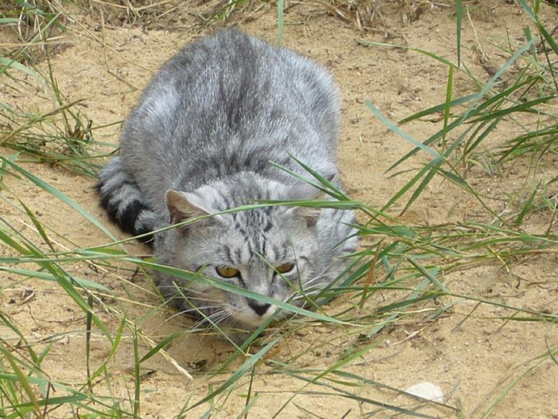 Foto: Ferda-to je kocourek mé tety, která vlastní před dvacet koček