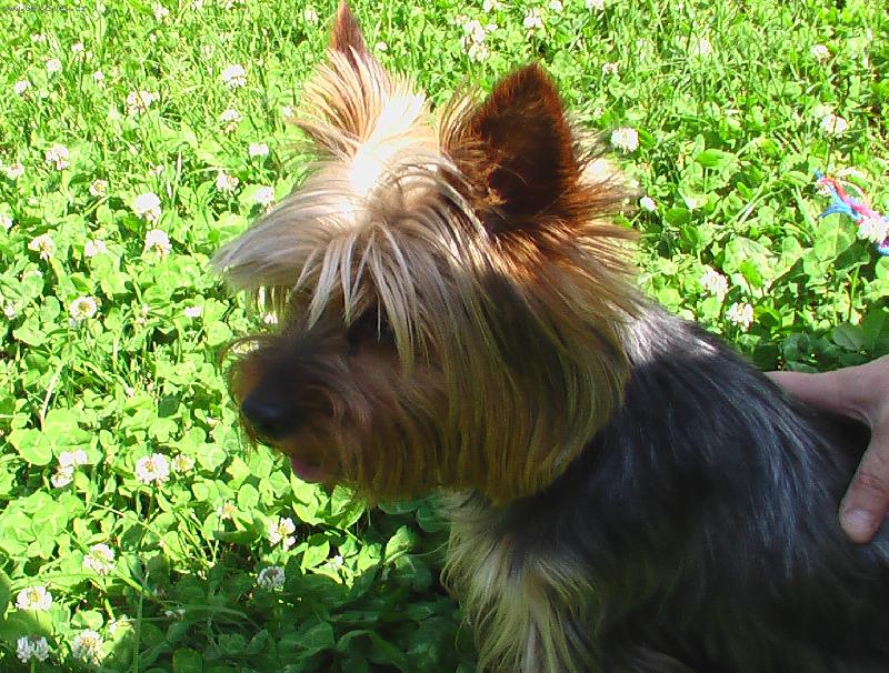 Foto: Princ poslušný!-Čeká na povel aby mohl ročťačit.