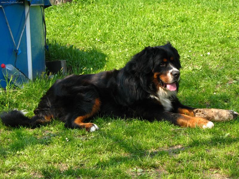 Foto: odpočinek-tak to odpočívá můj pejsek Brit