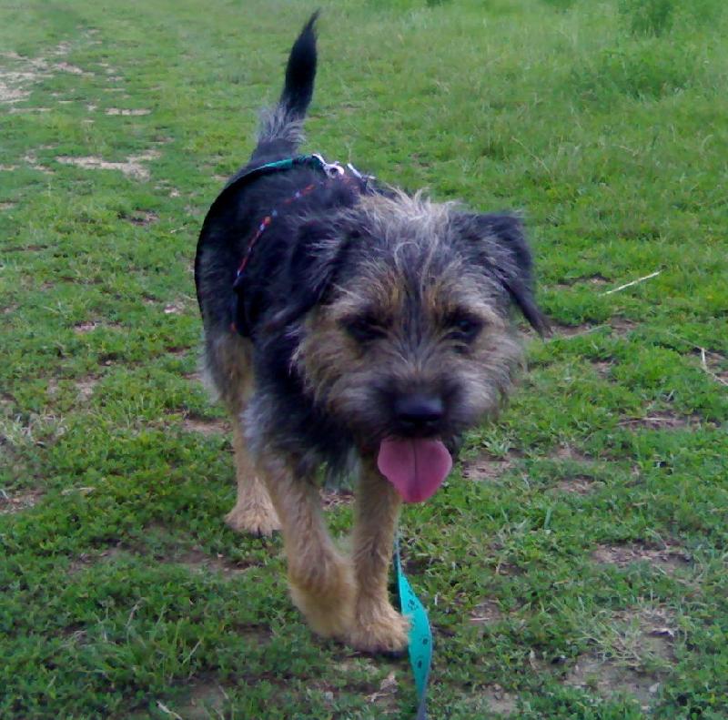 Foto: Buddy-BEF na prochazce