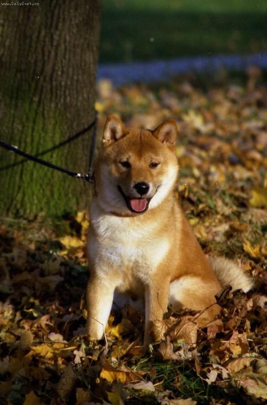 Foto: chovatel Jarmila Halešová