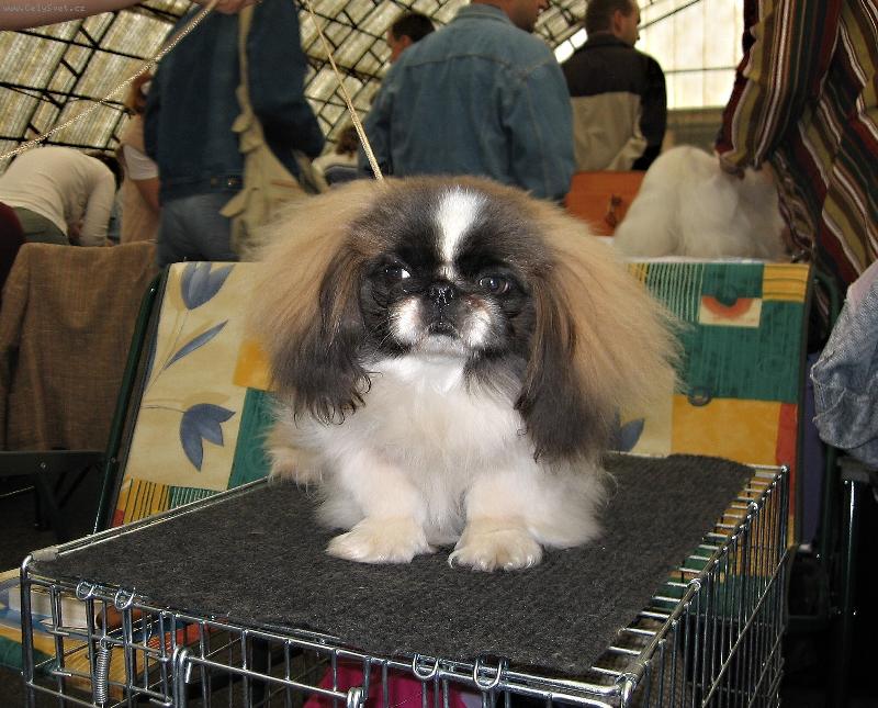 Foto: na výstavě-osmiměsíční fenka ZUCKER BABY od Macháčků