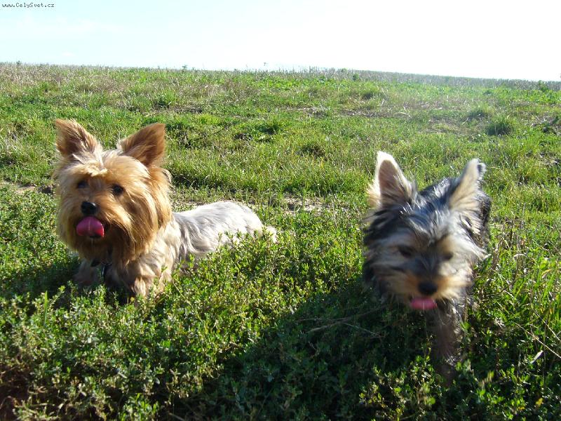 Foto: Ennynka+Peggynka-holky na vycházce :-)