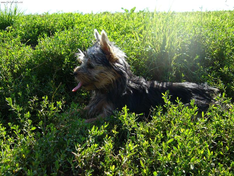 Foto: Ennynka-profil...