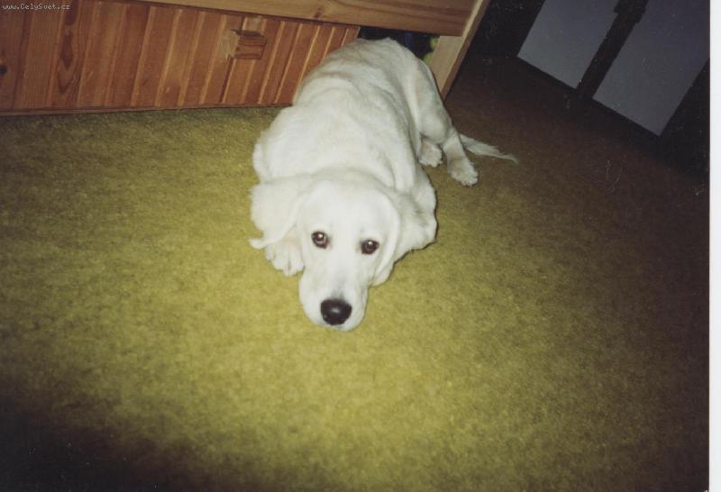 Foto: Unavená Bessy alias bambula-Unavená Bessy alias bambula jako štěně