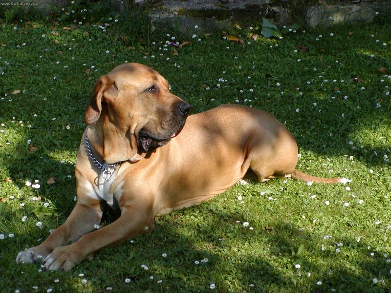 Foto: Osana Strážnický Ráj-3 roky - už jsem velká holka