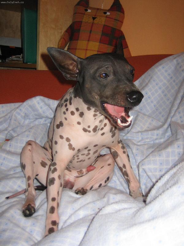 Foto: americký bezsrstý teriér-krmení je děsná sranda....