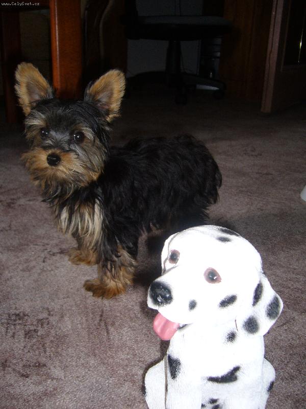 Foto: hmmmm to je ale divnej pes......